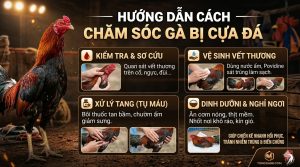 cách chăm sóc gà bị cựa