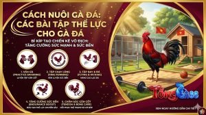 các bài tập thể lực cho gà đá