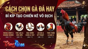 cách chọn gà đá hay