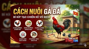 Cách Nuôi Gà Đá