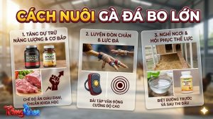 Cách Nuôi Gà Đá Bo Lớn
