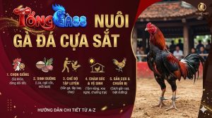 Cách Nuôi Gà Đá Cựa Sắt