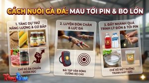 Cách Nuôi Gà Đá Mau Tới Pin