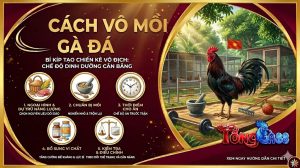 cách vô mồi gà đá