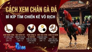 cách xem chân gà đá