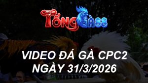 VIDEO ĐÁ GÀ CPC2 NGÀY 31/3/2026