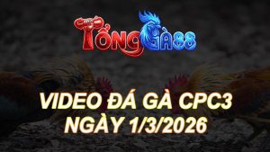Video Đá Gà CPC3 Ngày 01/03/2026