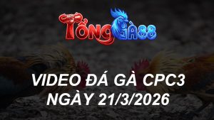 VIDEO ĐÁ GÀ CPC3 NGÀY 21/3/2026