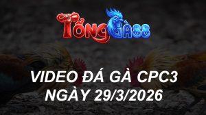 VIDEO ĐÁ GÀ CPC3 NGÀY 29/3/2026