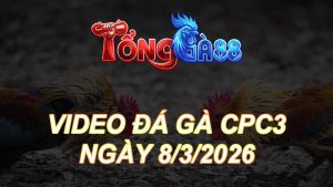Video Đá Gà CPC3 Ngày 08/03/2026