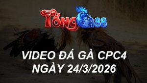 VIDEO ĐÁ GÀ CPC4 NGÀY 24/3/2026