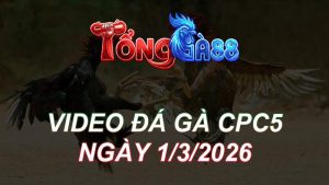 Video Đá Gà CPC5 Ngày 01/03/2026