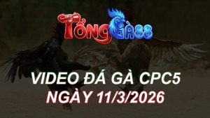 Video Đá Gà CPC5 Ngày 11/03/2026