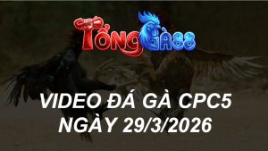 VIDEO ĐÁ GÀ CPC5 NGÀY 29/3/2026
