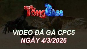 Video Đá Gà CPC5 Ngày 04/03/2026