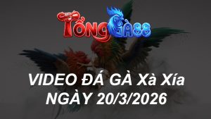 VIDEO ĐÁ GÀ XAXIA NGÀY 20/3/2026