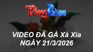 VIDEO ĐÁ GÀ XAXIA NGÀY 21/3/2026
