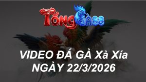 VIDEO ĐÁ GÀ XAXIA NGÀY 22/3/2026