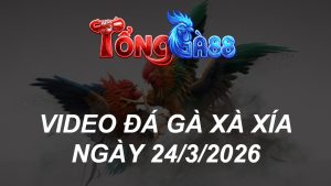 VIDEO ĐÁ GÀ XAXIA NGÀY 24/3/2026
