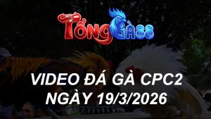 VIDEO ĐÁ GÀ CPC2 NGÀY 19/3/2026