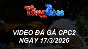VIDEO ĐÁ GÀ CPC2 NGÀY 17/3/2026