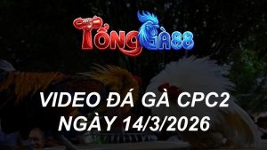 VIDEO ĐÁ GÀ CPC2 NGÀY 14/3/2026