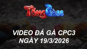 VIDEO ĐÁ GÀ CPC3 NGÀY 19/3/2026