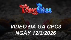 VIDEO ĐÁ GÀ CPC3 NGÀY 12/3/2026