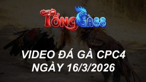 VIDEO ĐÁ GÀ CPC4 NGÀY 16/3/2026