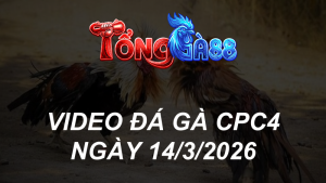VIDEO ĐÁ GÀ CPC4 NGÀY 14/3/2026