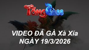 VIDEO ĐÁ GÀ XAXIA NGÀY 19/3/2026