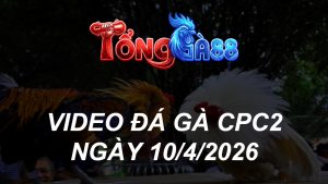 VIDEO ĐÁ GÀ CPC2 NGÀY 10/4/2026