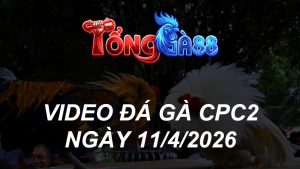 VIDEO ĐÁ GÀ CPC2 NGÀY 11/4/2026
