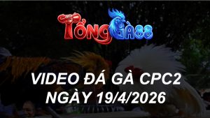 VIDEO ĐÁ GÀ CPC2 NGÀY 19/4/2026