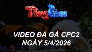 VIDEO ĐÁ GÀ CPC2 NGÀY 5/4/2026