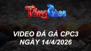VIDEO ĐÁ GÀ CPC3 NGÀY 14/4/2026