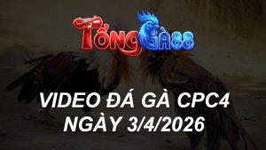 VIDEO ĐÁ GÀ CPC4 NGÀY 3/4/2026