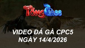 VIDEO ĐÁ GÀ CPC5 NGÀY 14/4/2026