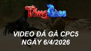VIDEO ĐÁ GÀ CPC5 NGÀY 6/4/2026