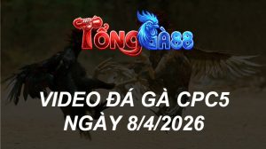 VIDEO ĐÁ GÀ CPC5 NGÀY 8/4/2026