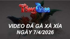 VIDEO ĐÁ GÀ XÀ XÍA NGÀY 7/4/2026