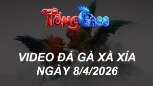VIDEO ĐÁ GÀ XAXIA NGÀY 8/4/2026