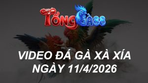 VIDEO ĐÁ GÀ XAXIA NGÀY 11/4/2026
