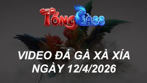 VIDEO ĐÁ GÀ XAXIA NGÀY 12/4/2026