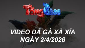 VIDEO ĐÁ GÀ XAXIA NGÀY 2/4/2026