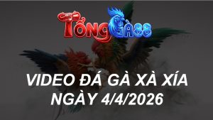 VIDEO ĐÁ GÀ XAXIA NGÀY 4/4/2026