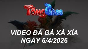 VIDEO ĐÁ GÀ XAXIA NGÀY 6/4/2026