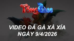 VIDEO ĐÁ GÀ XAXIA NGÀY 9/4/2026